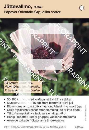 Papaver orientale