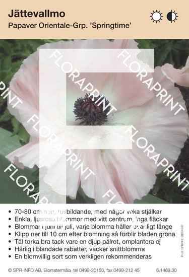 Papaver orientale Springtime