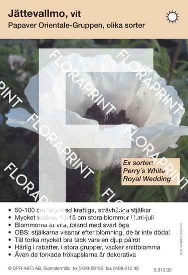 Papaver orientale, vit (sorter:)