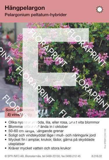 Pelargonium peltatum-hybrider