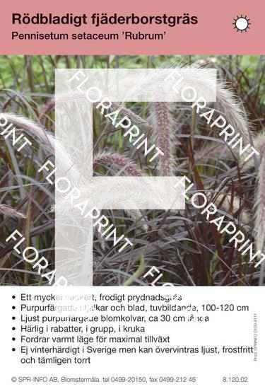 Pennisetum setaceum Rubrum