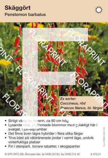 Penstemon barbatus (sorter:)