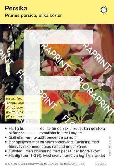 Persika allmn omgjord.indd Persika, allmän (sorter:)