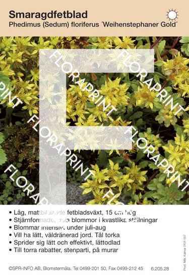 Phedimus (Sedum) floriferus Weihenstephaner Gold