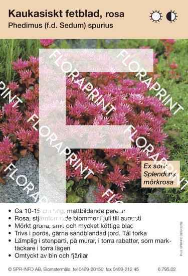 Phedimus (Sedum) spurius, rosa (sorter:)