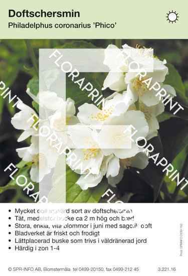 Philadelphus coronarius Phico