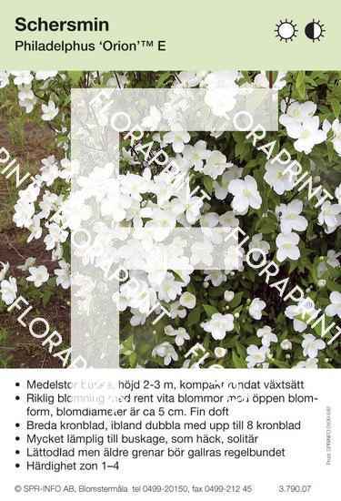 Philadelphus Orion E