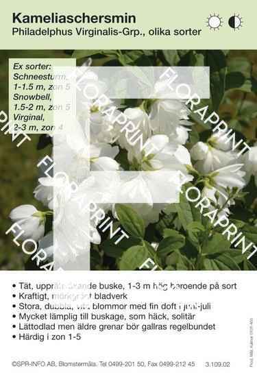 Philadelphus virginalis allmän (sorter:)