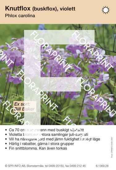 Phlox carolina, violett (sorter:)