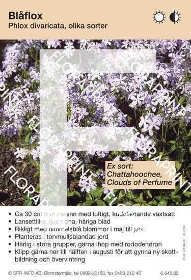 Phlox divaricata, allm (sorter:)