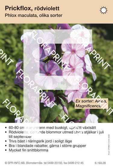 Phlox maculata, allm rödviolett (sorter:)