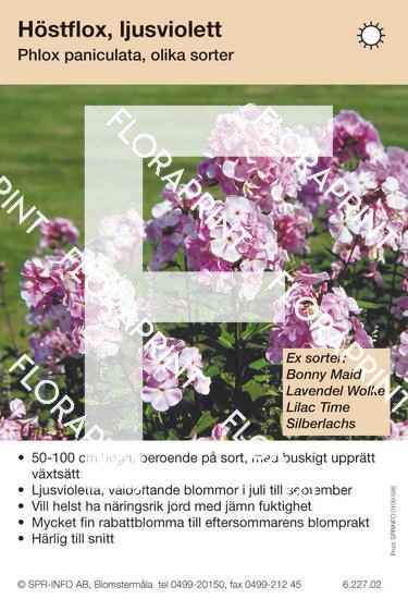 Phlox paniculata, allm ljusviolett (sorter:)