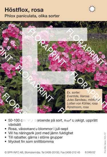 Phlox paniculata, allm rosa (sorter:)