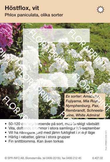 Phlox paniculata, allm vit (sorter:)