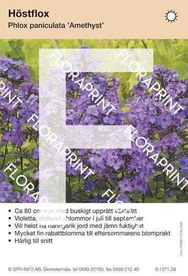 Phlox paniculata Amethyst