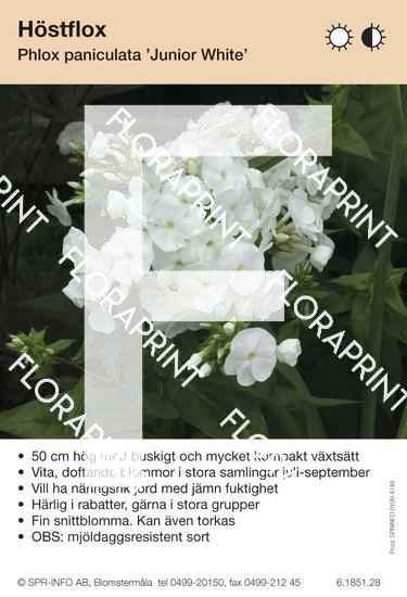 Phlox paniculata Junior White