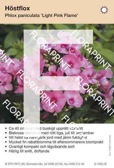 Phlox paniculata Light Pink Flame