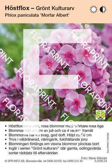 Phlox paniculata Morfar Albert