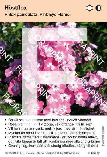 Phlox paniculata Pink Eye Flame