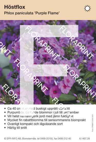 Phlox paniculata Purple Flame