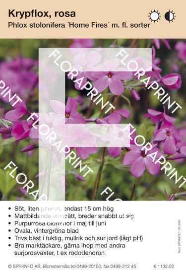 Phlox stolonifera, rosa (sorter:)