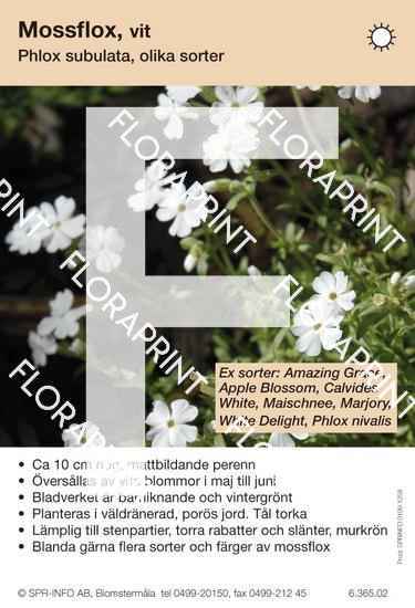 Phlox subulata, allm vit (sorter:)