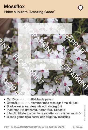 Phlox subulata Amazing Grace – Floraprint — f.d SPR Info