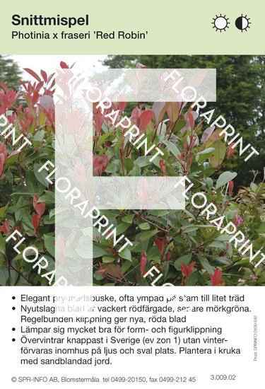 Photinia x fraseri Red Robin