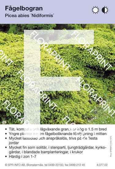 Picea abies Nidiformis