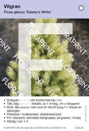 Picea glauca Daisey's White