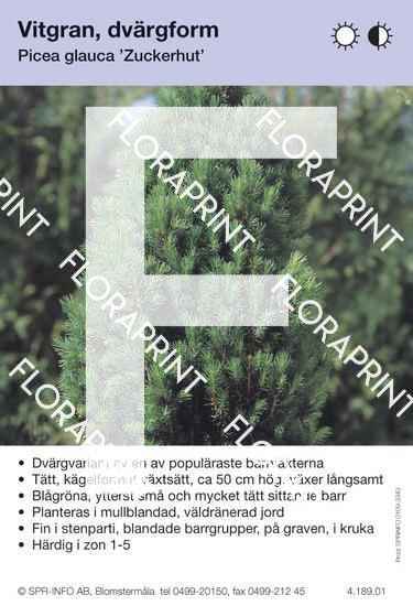 Picea glauca Zuckerhut