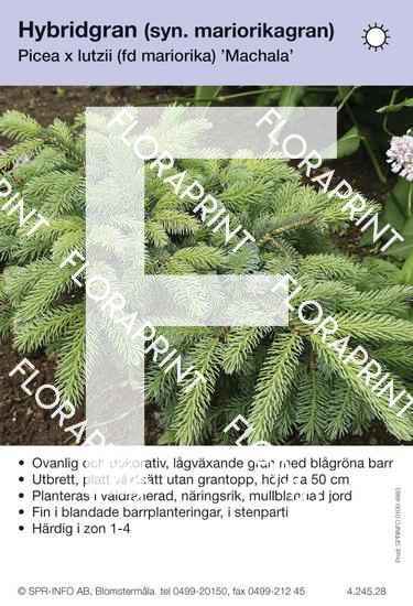 Picea lutzii Machala