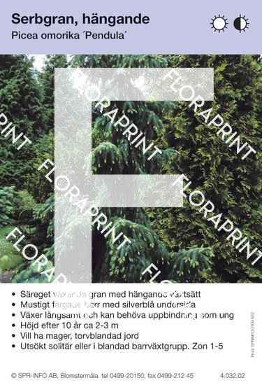 Picea omorika Pendula