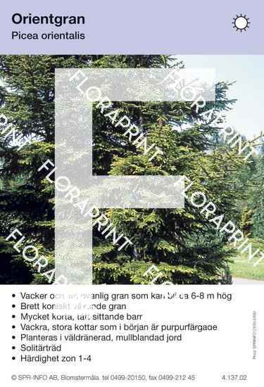 Picea orientalis
