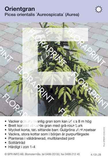 Picea orientalis Aureospicata