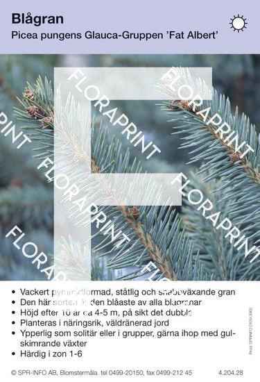 Picea pungens Fat Albert