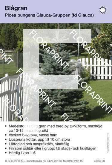 Picea pungens Glauca