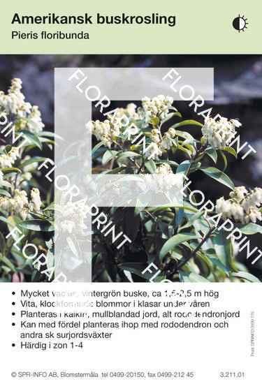 Pieris floribunda