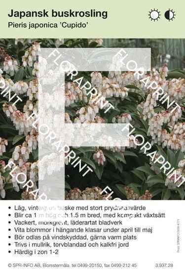 Pieris japonica Cupido