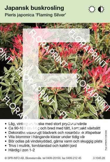 Pieris japonica Flaming Silver