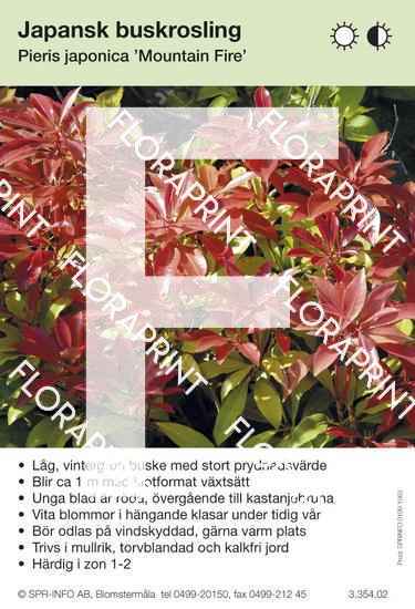 Pieris japonica Mountain Fire