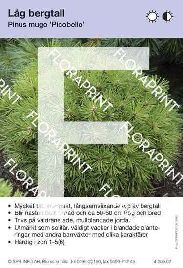 Pinus mugo Piccobello