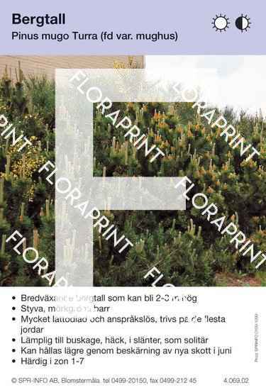 Pinus mugo Turra (var. mughus)