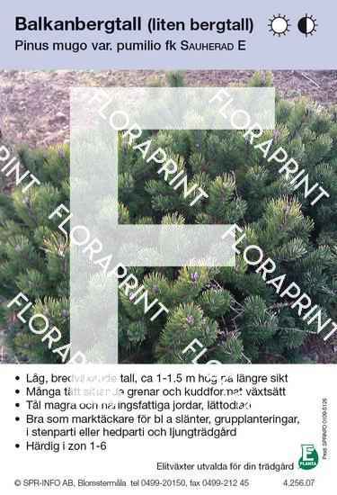 Pinus mugo v pumilio Sauherad E