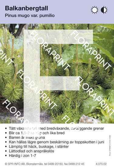 Pinus mugo var. pumilio