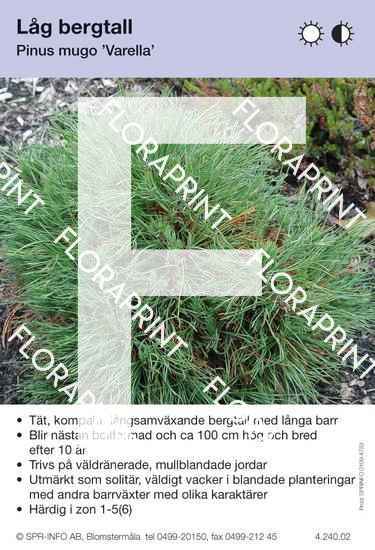 Pinus mugo Varella