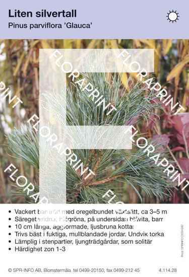 Pinus parviflora Glauca