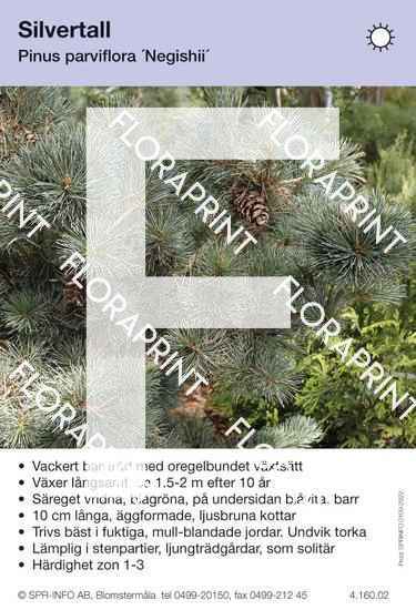 Pinus parviflora Negishii