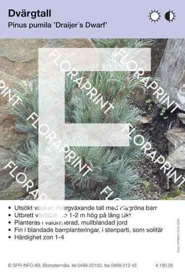 Pinus pumila Draijer’s Dwarf