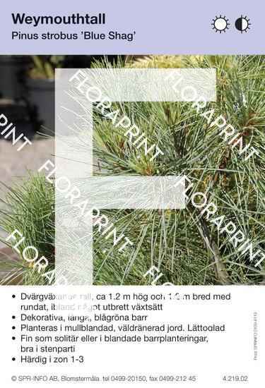 Pinus strobus Blue Shag